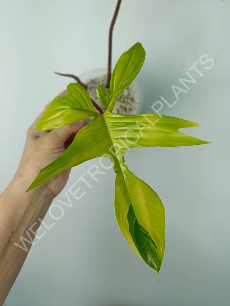 Philodendron florida beauty variegata