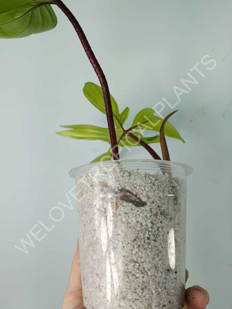 Philodendron florida beauty variegata