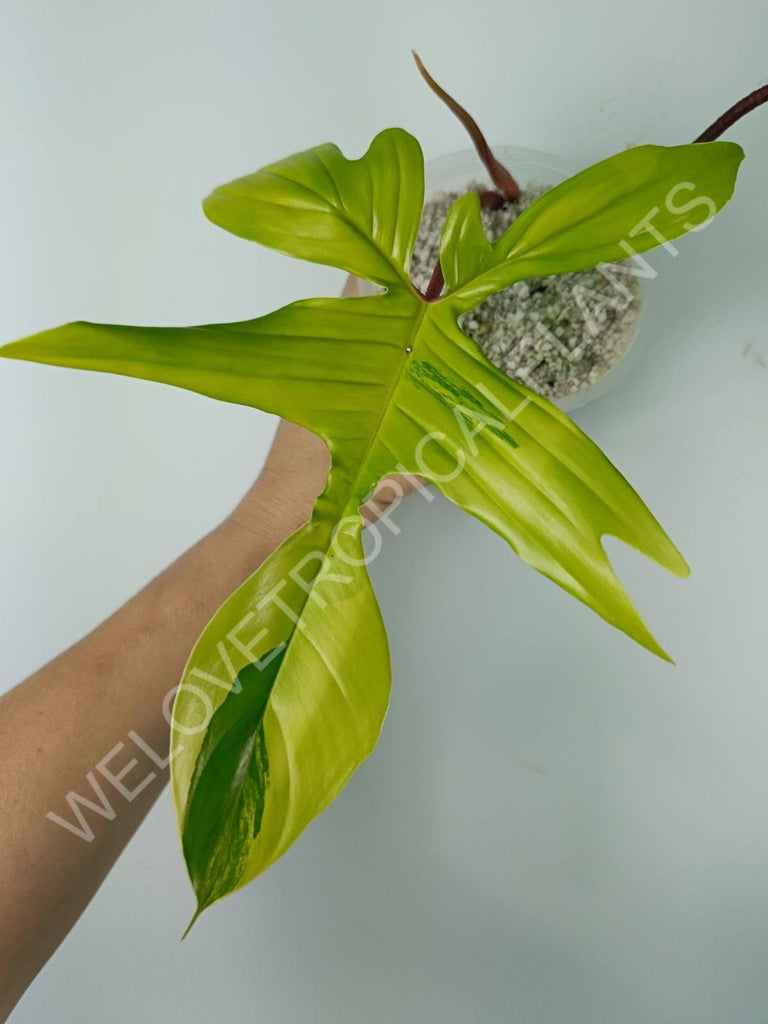 Philodendron florida beauty variegata