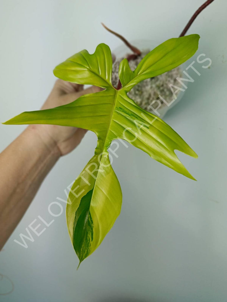 Philodendron florida beauty variegata