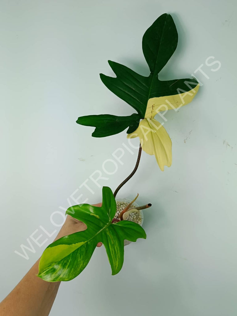 Philodendron florida beauty variegata