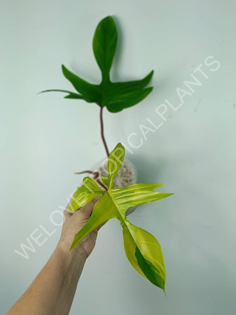 Philodendron florida beauty variegata