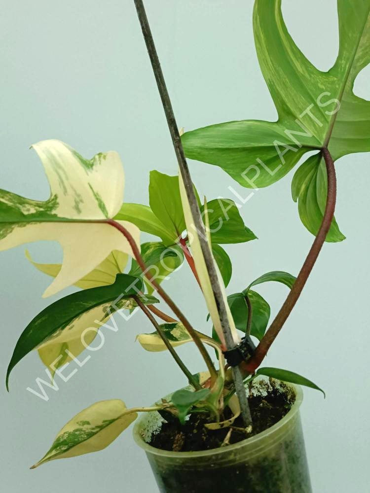 Philodendron florida beauty variegata