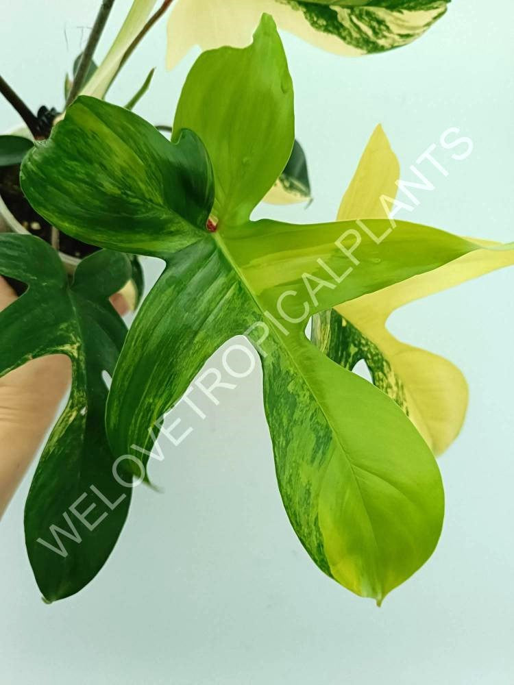 Philodendron florida beauty variegata