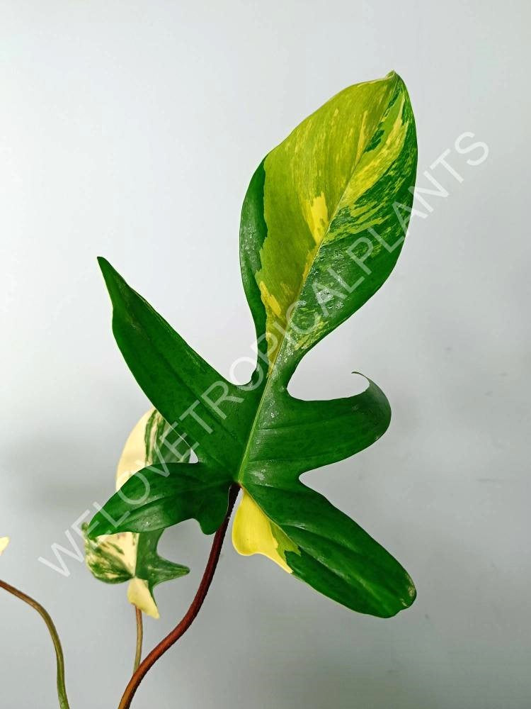 Philodendron florida beauty variegata