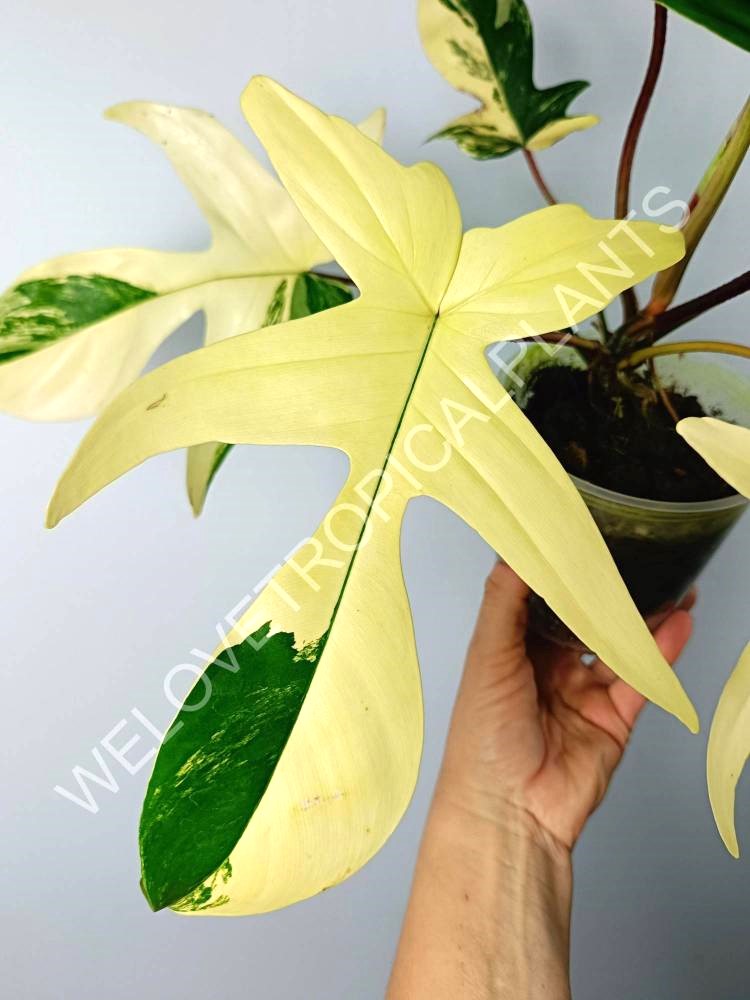 Philodendron florida beauty variegata