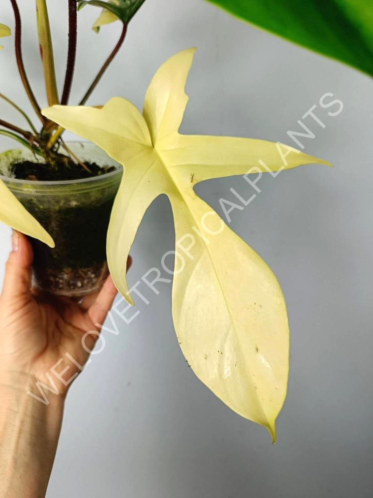 Philodendron florida beauty variegata