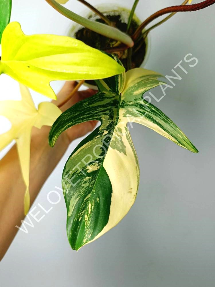 Philodendron florida beauty variegata