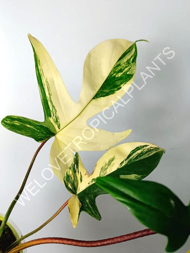 Philodendron florida beauty variegata