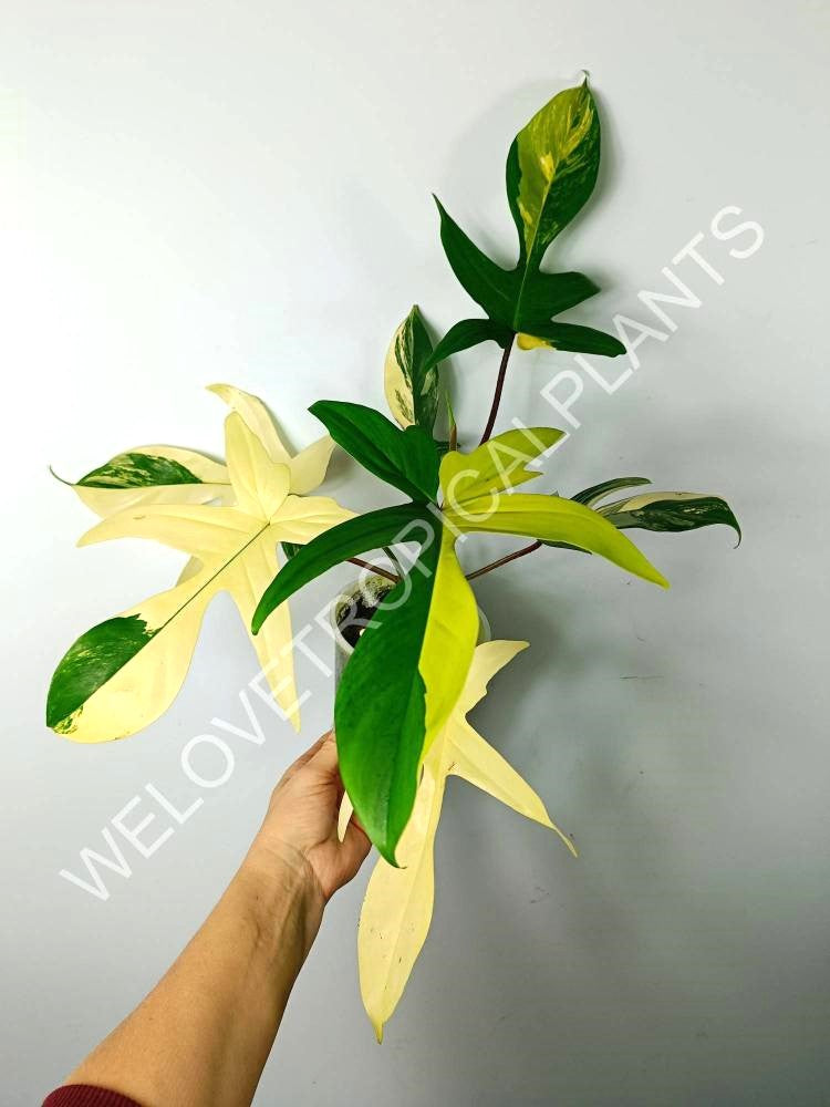 Philodendron florida beauty variegata