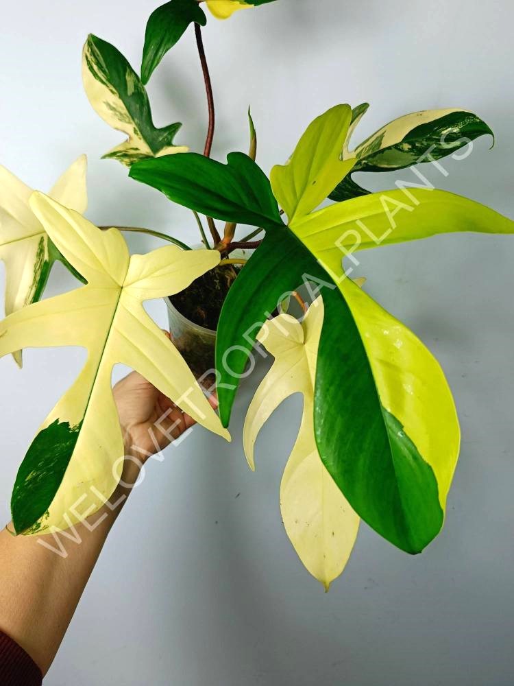 Philodendron florida beauty variegata