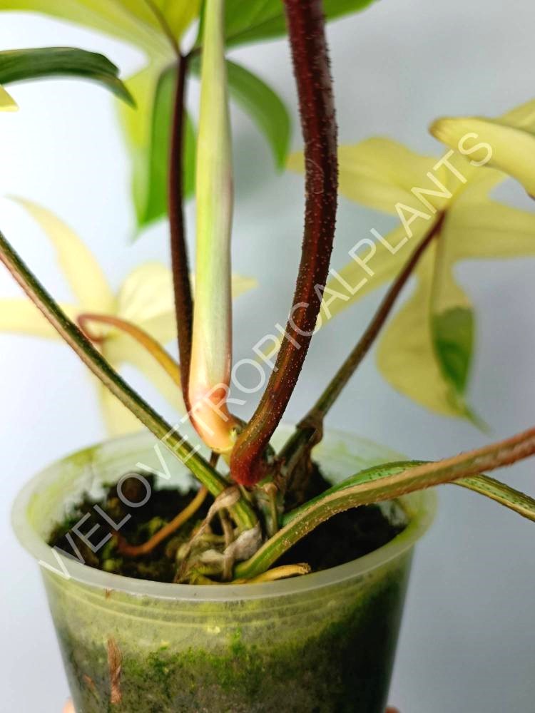 Philodendron florida beauty variegata