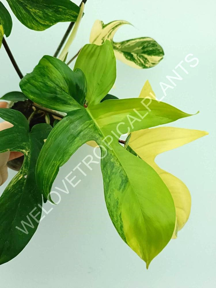 Philodendron florida beauty variegata