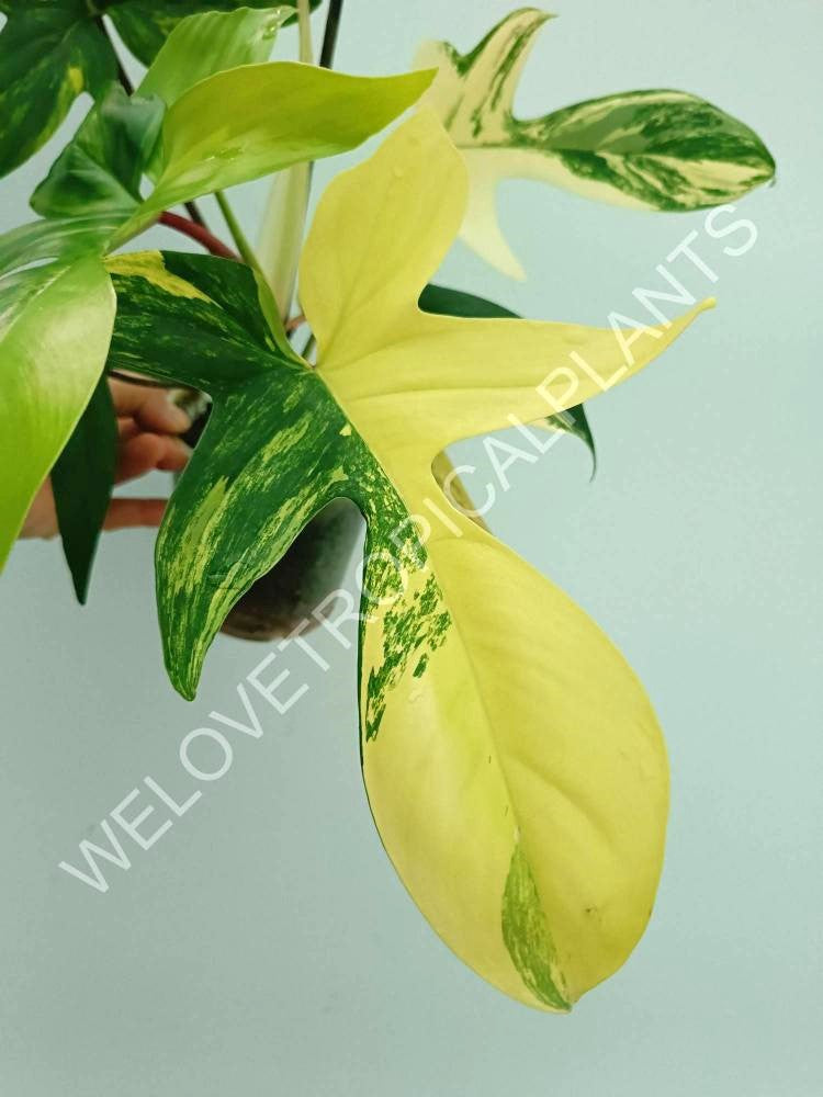 Philodendron florida beauty variegata