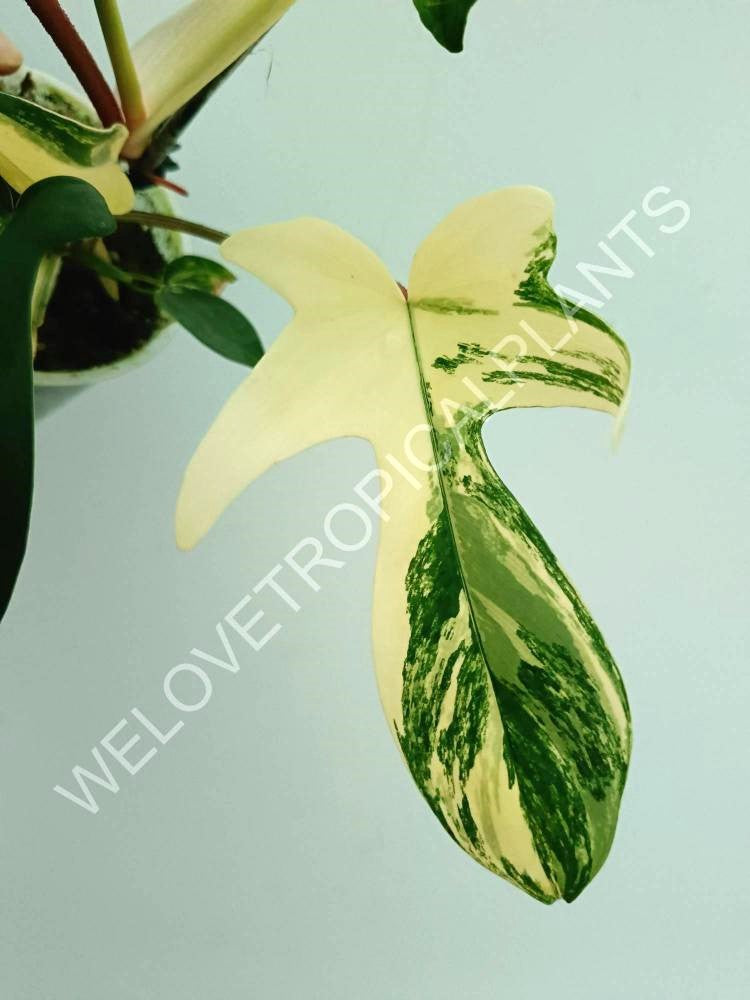 Philodendron florida beauty variegata