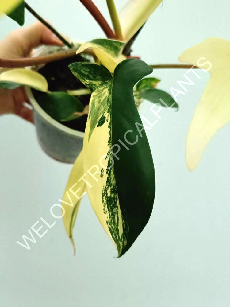 Philodendron florida beauty variegata