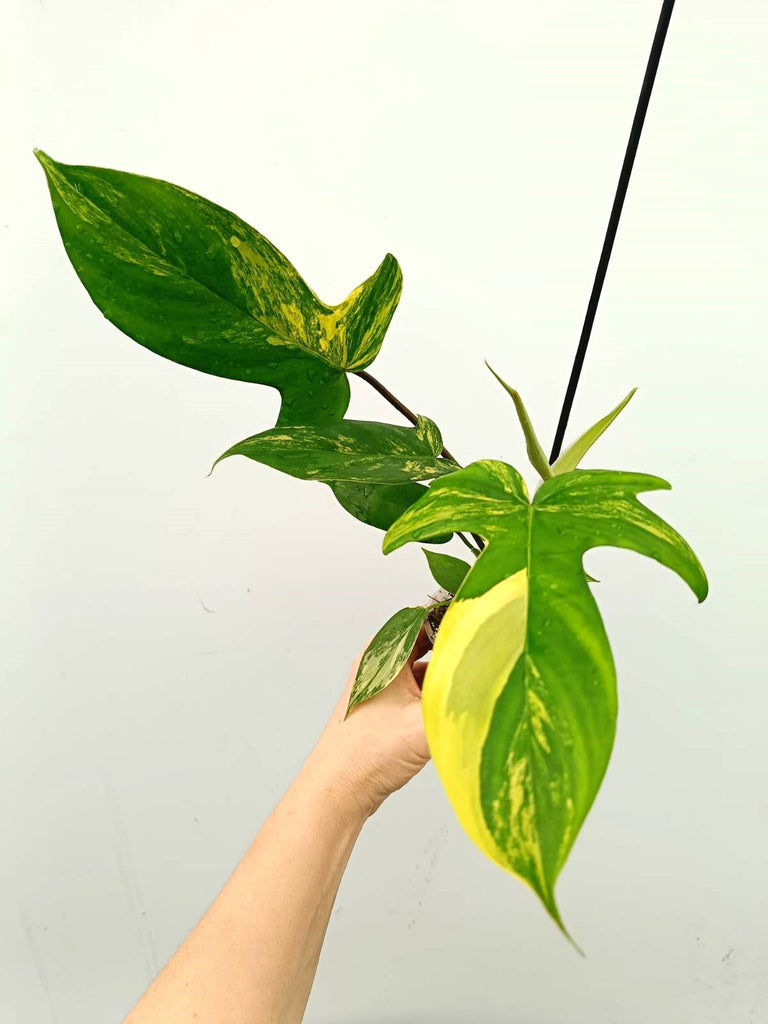 Philodendron florida beauty variegata