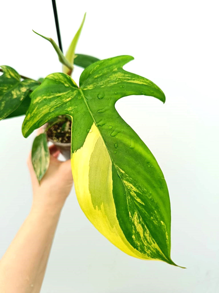 Philodendron florida beauty variegata