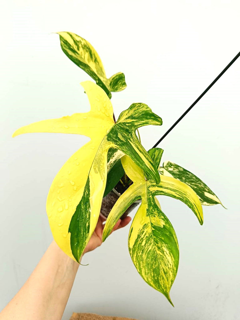 Philodendron florida beauty variegata