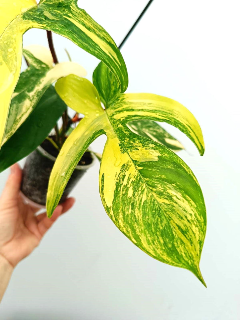 Philodendron florida beauty variegata