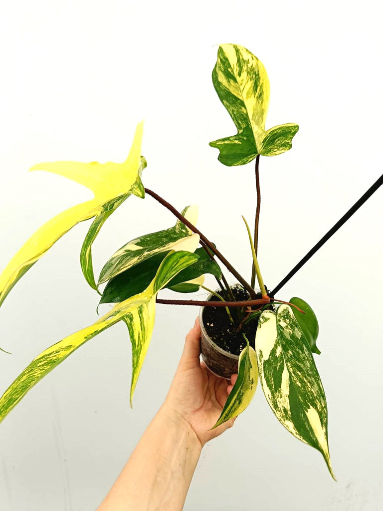 Philodendron florida beauty variegata