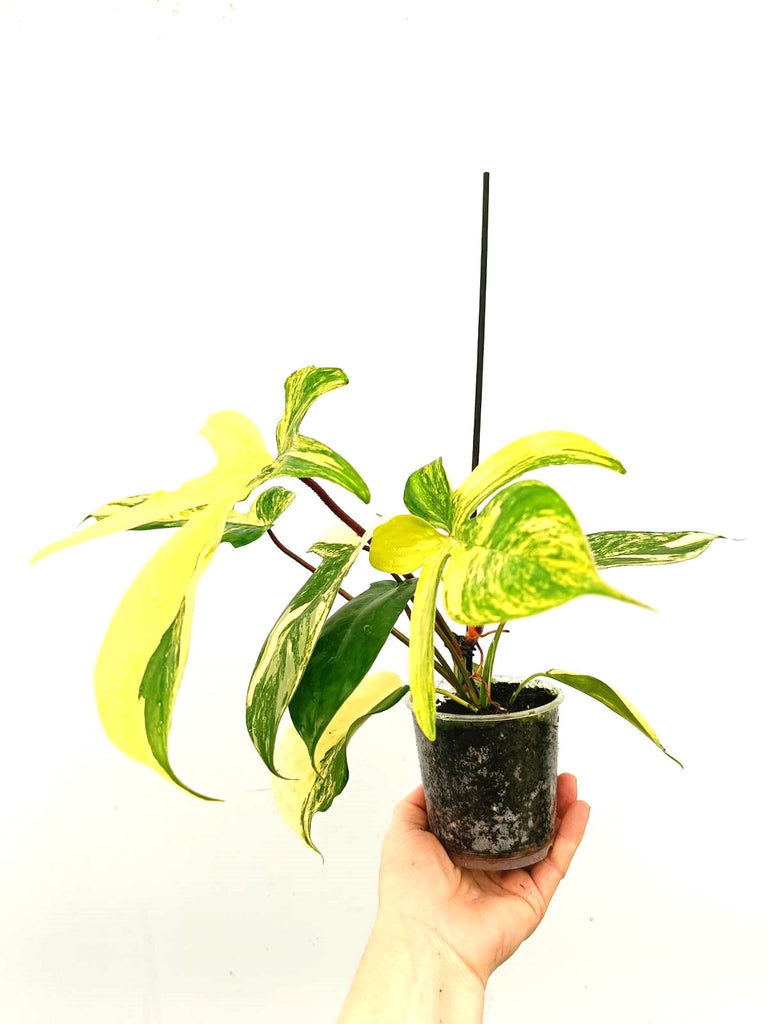 Philodendron florida beauty variegata