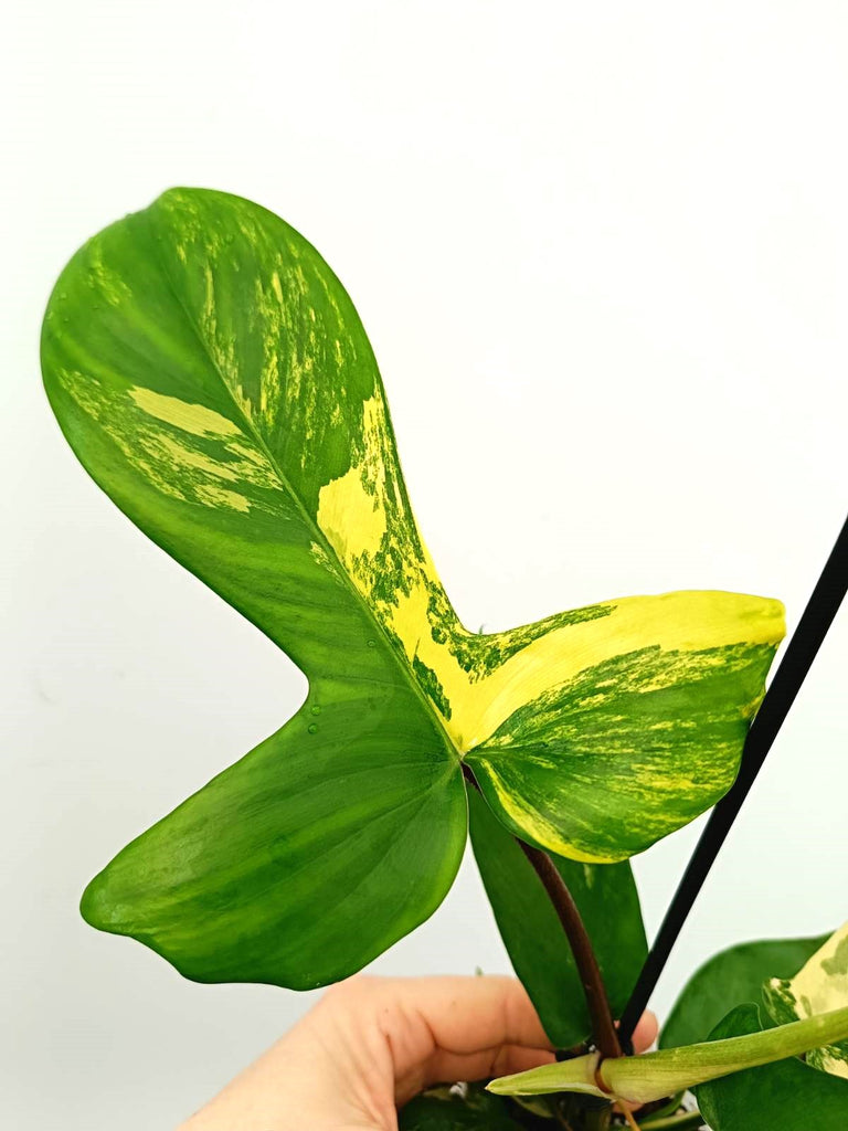 Philodendron florida beauty variegata