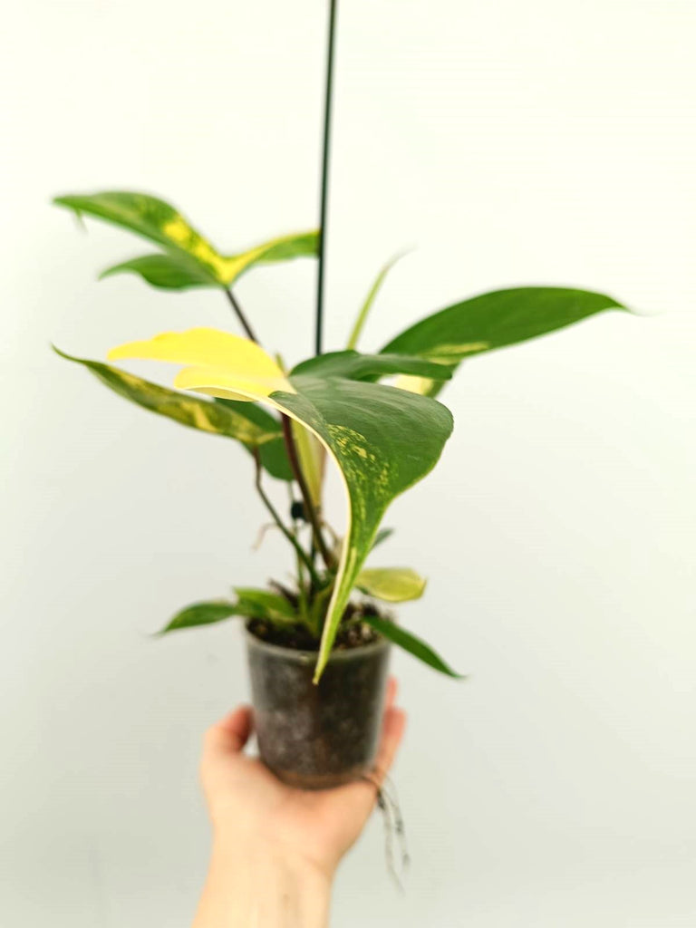 Philodendron florida beauty variegata