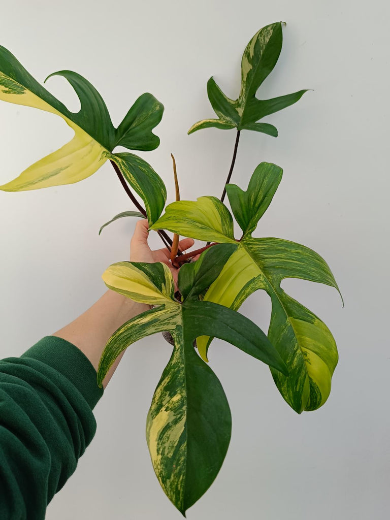 Philodendron florida beauty