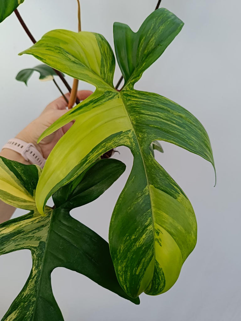 Philodendron florida beauty