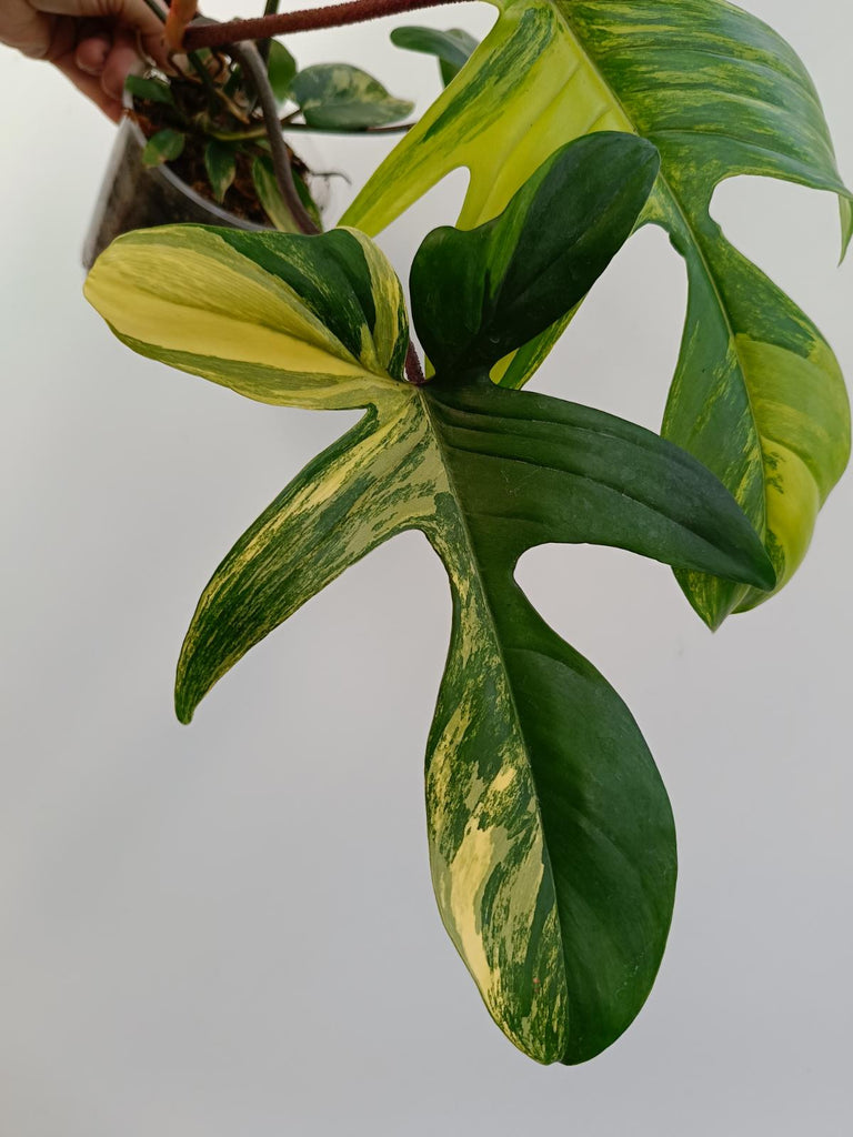 Philodendron florida beauty