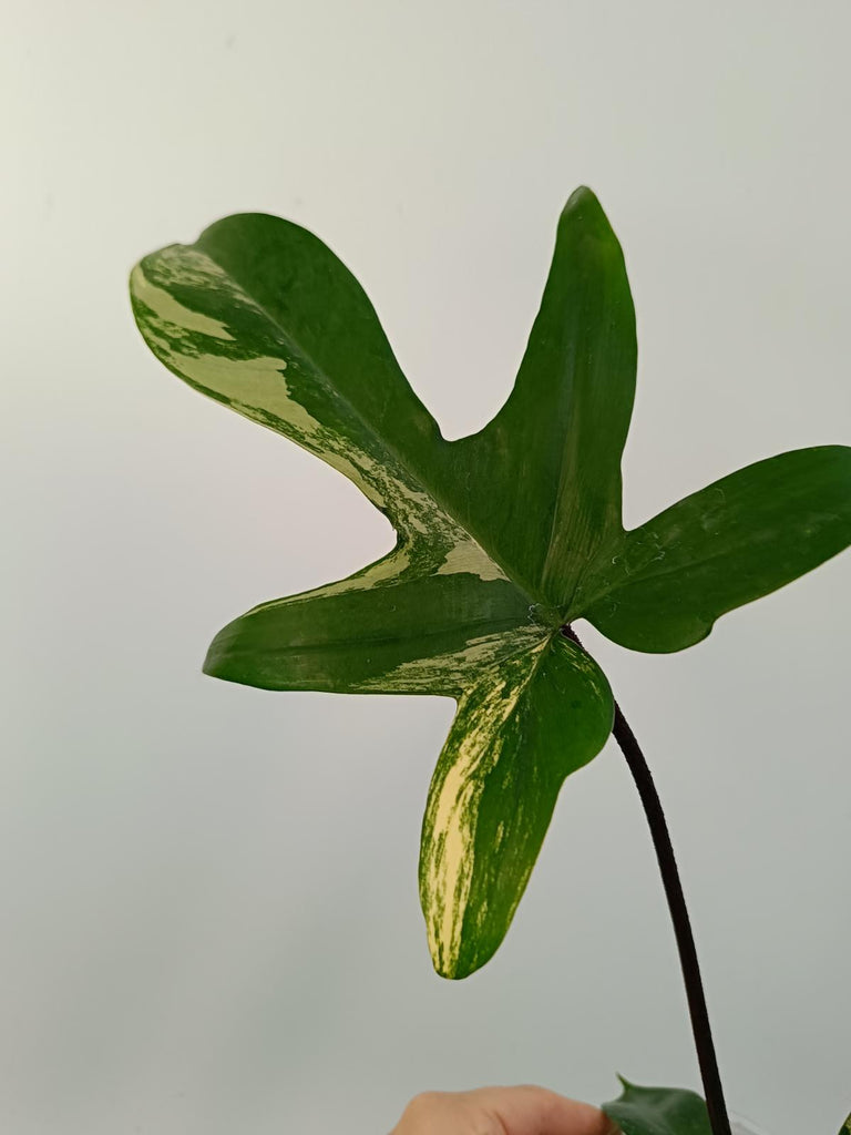 Philodendron florida beauty