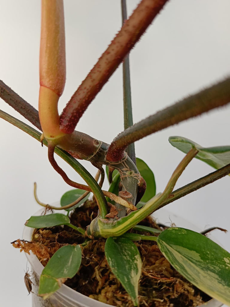 Philodendron florida beauty