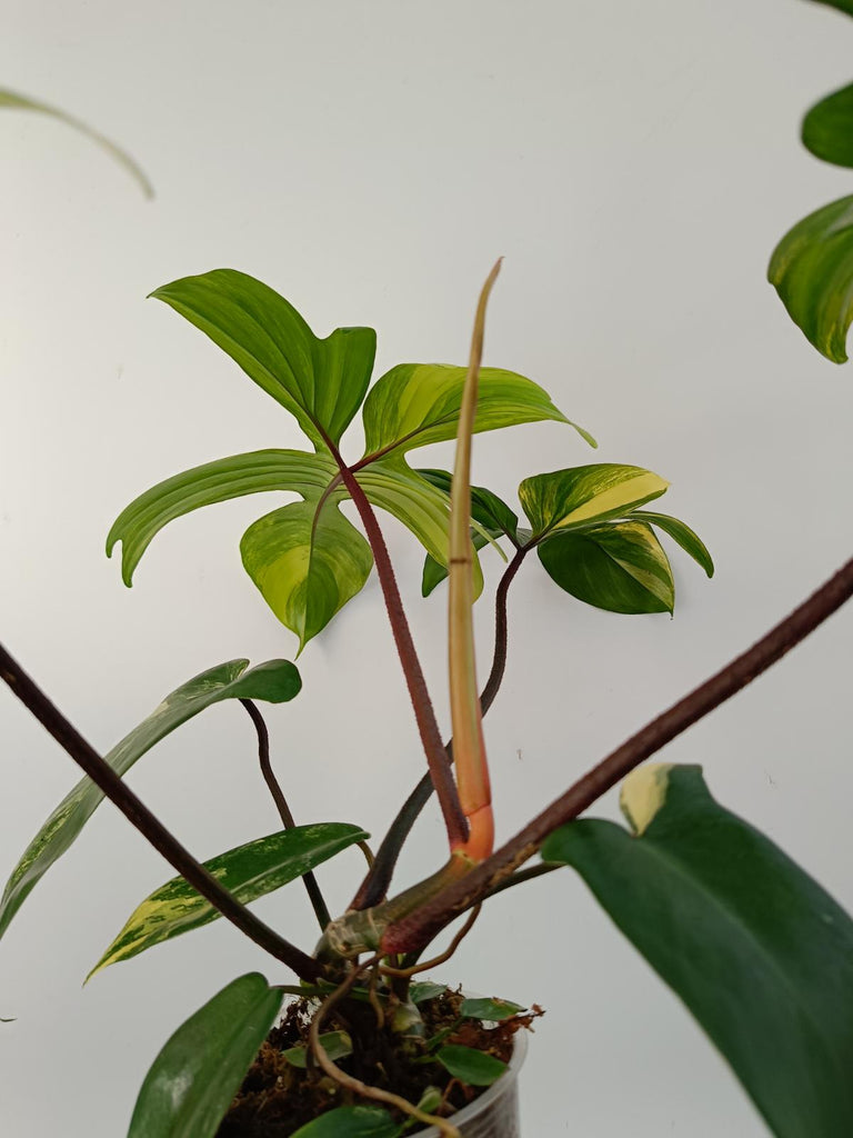 Philodendron florida beauty