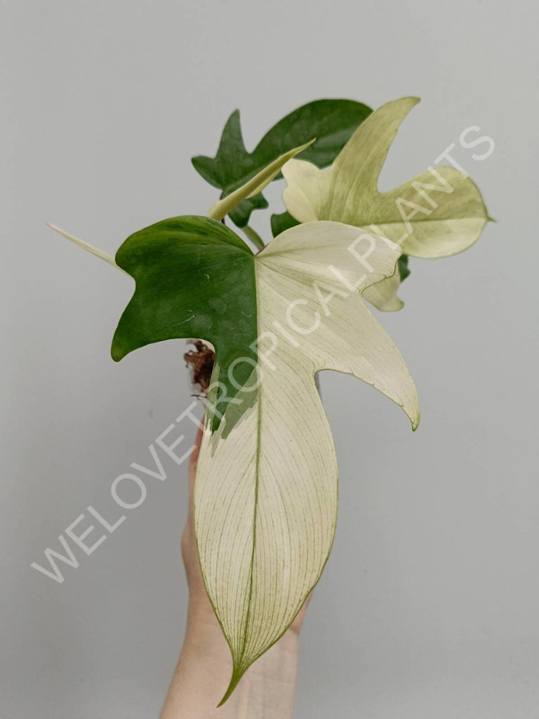 Philodendron florida ghost