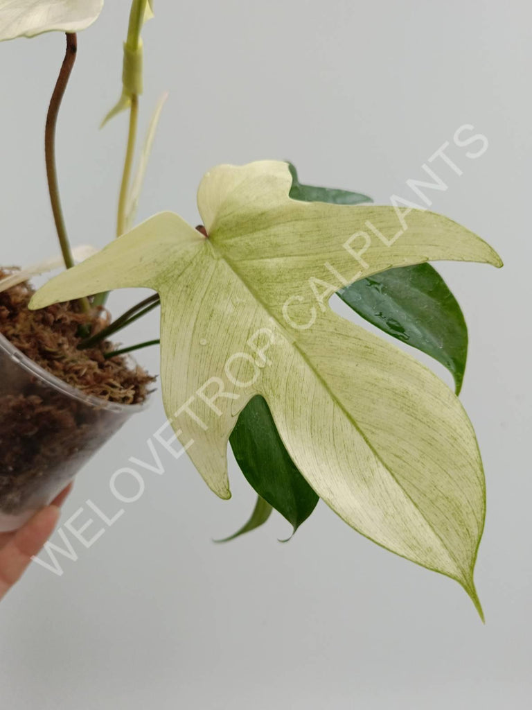 Philodendron florida ghost