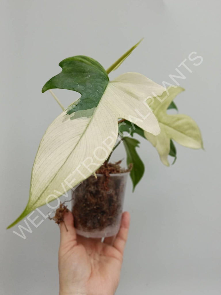 Philodendron florida ghost