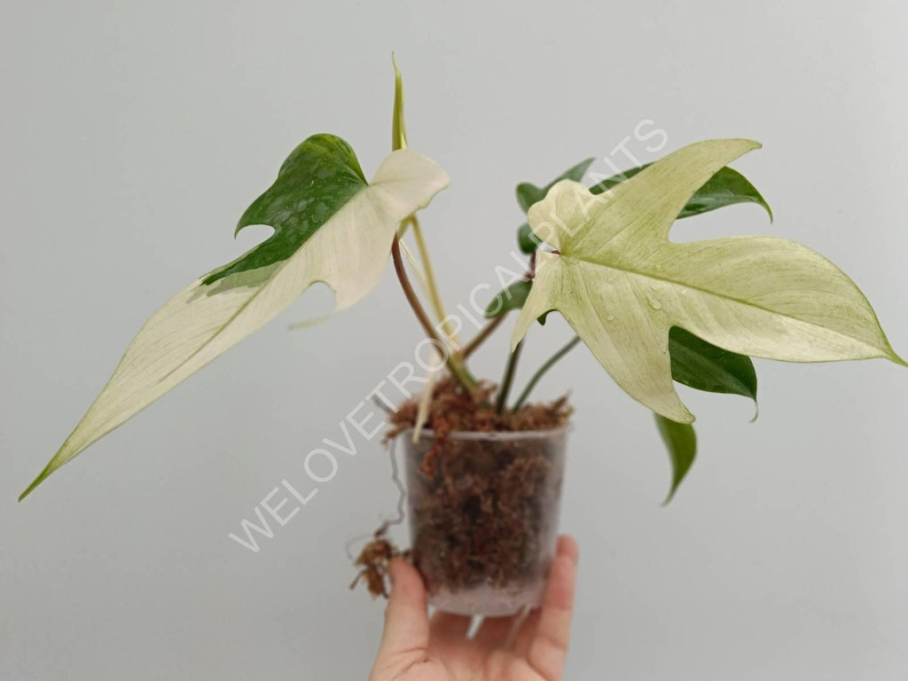 Philodendron florida ghost