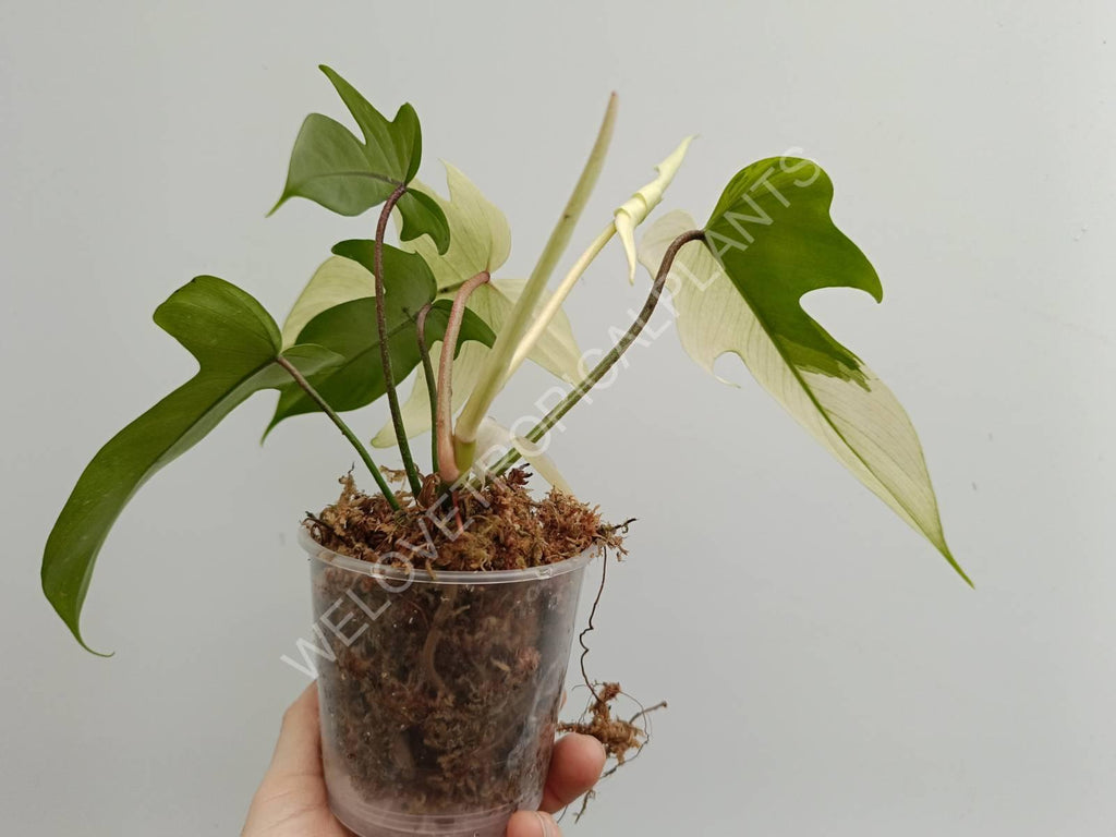 Philodendron florida ghost