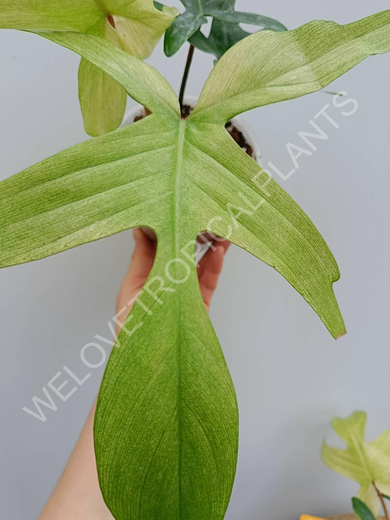 Philodendron florida ghost