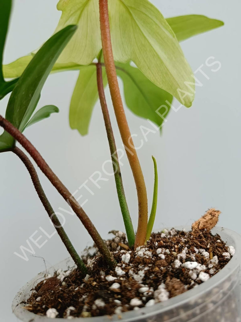 Philodendron florida ghost