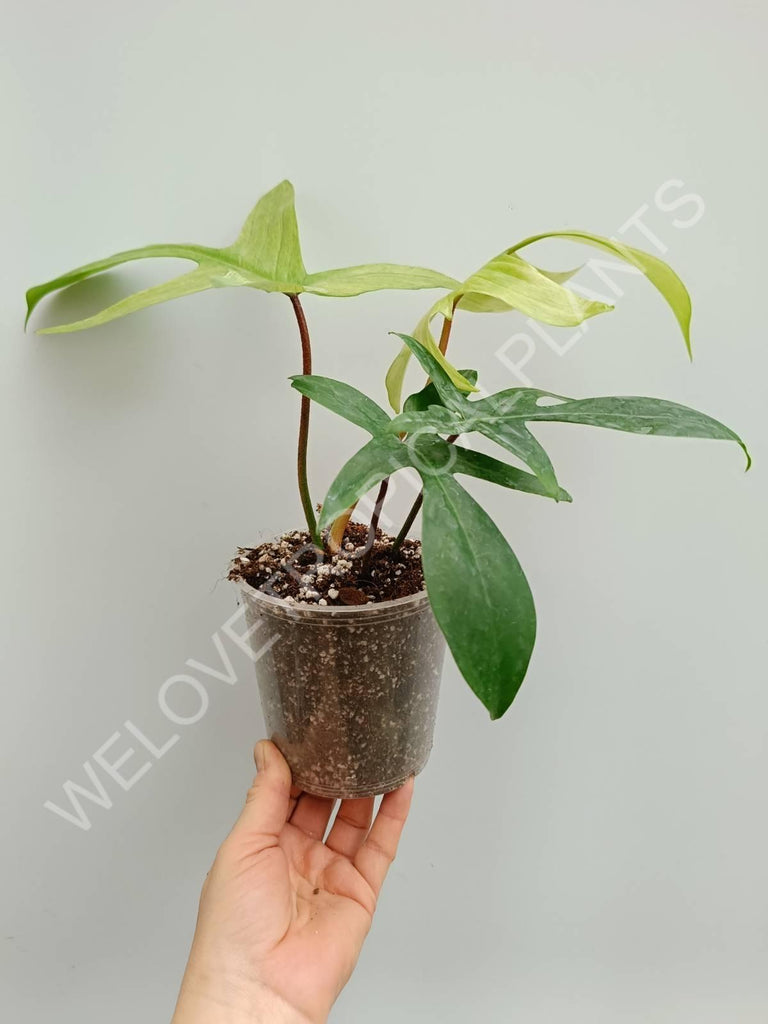 Philodendron florida ghost