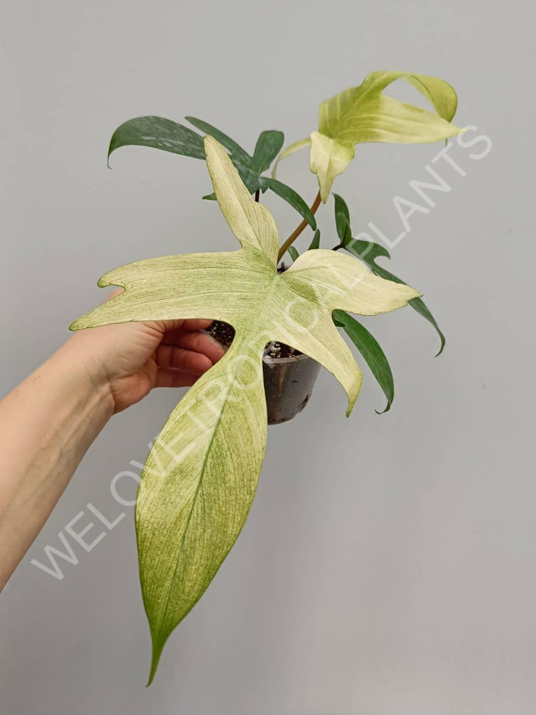 Philodendron florida ghost