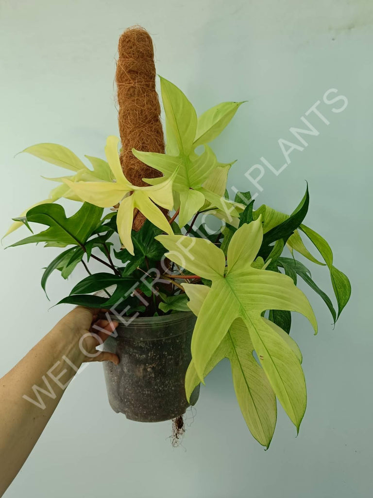 Philodendron florida ghost XL