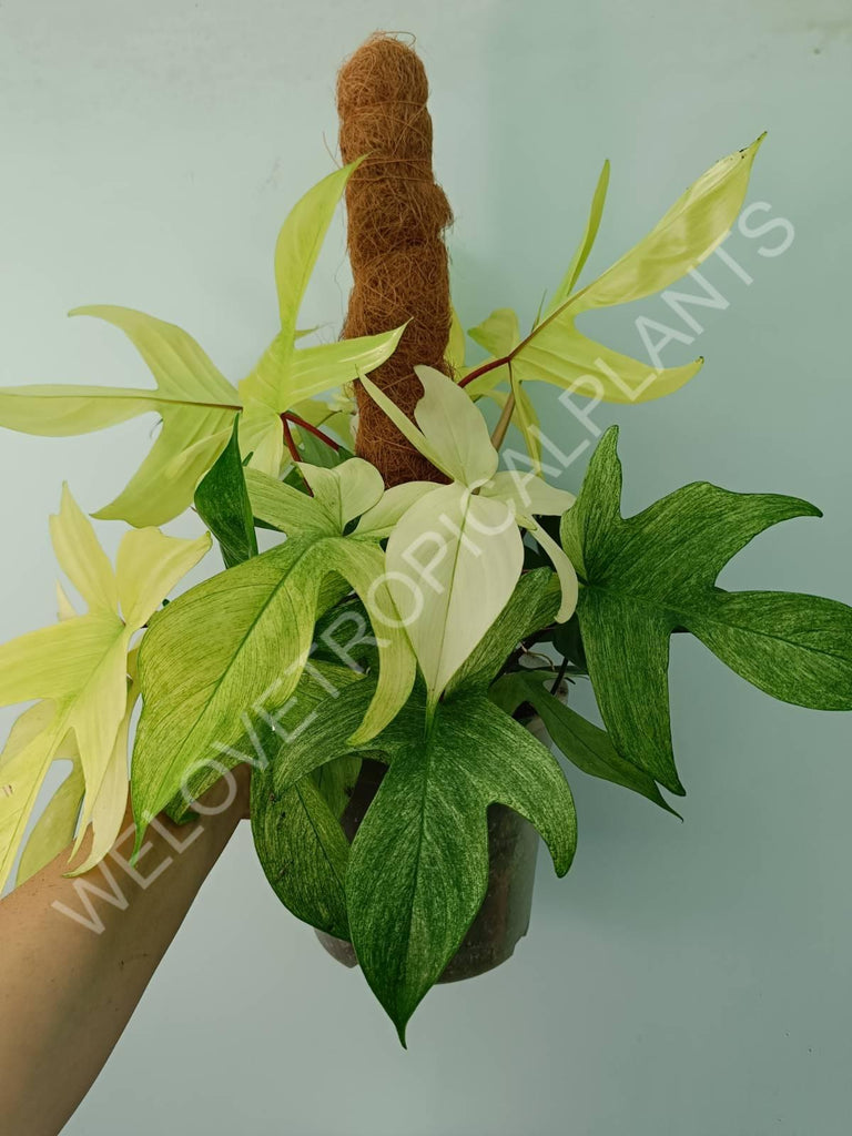 Philodendron florida ghost XL