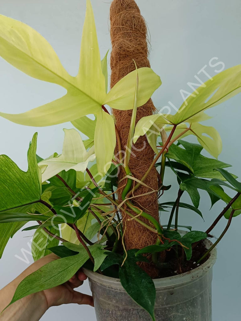 Philodendron florida ghost XL