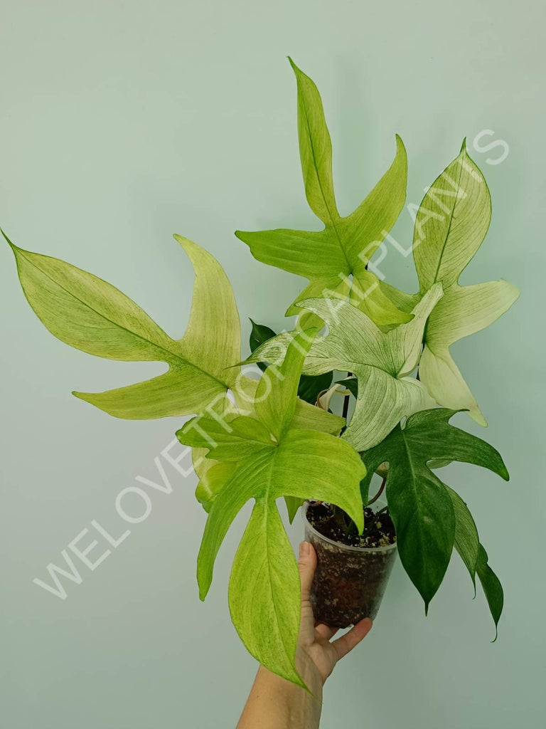 Philodendron florida ghost