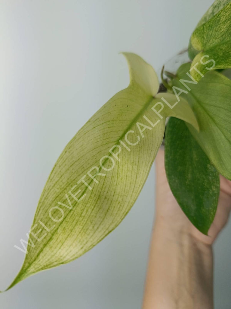 Philodendron florida ghost