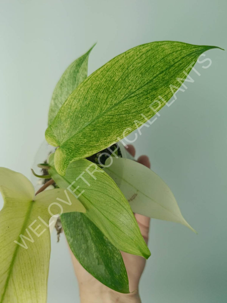 Philodendron florida ghost