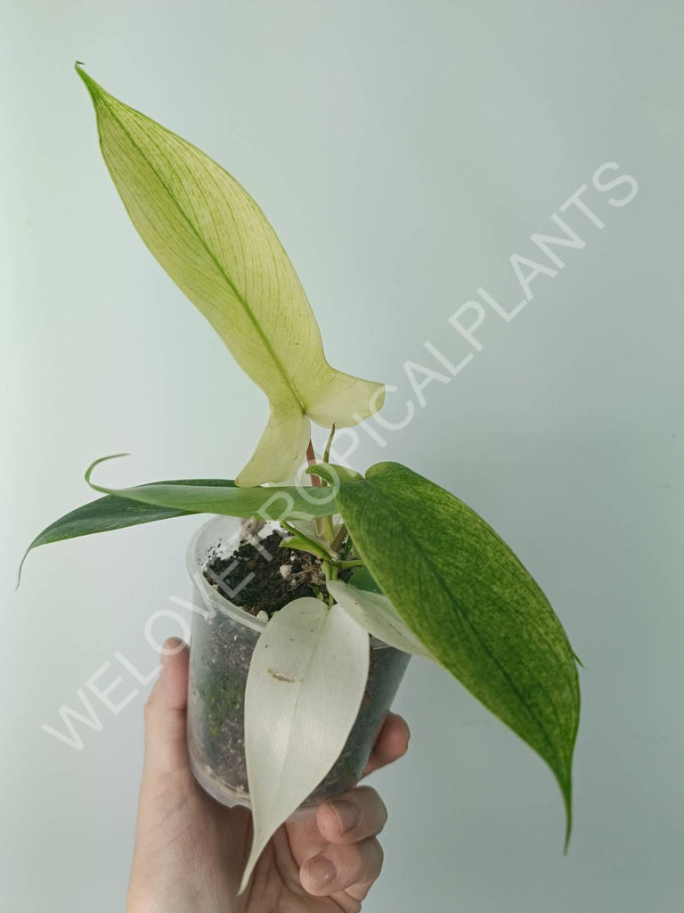 Philodendron florida ghost